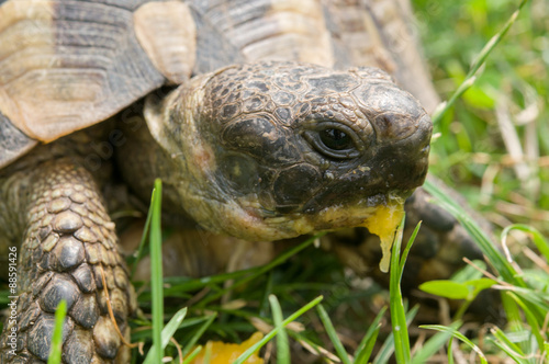 Turtle eats green grass