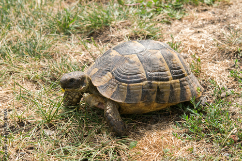 Turtle eats green grass