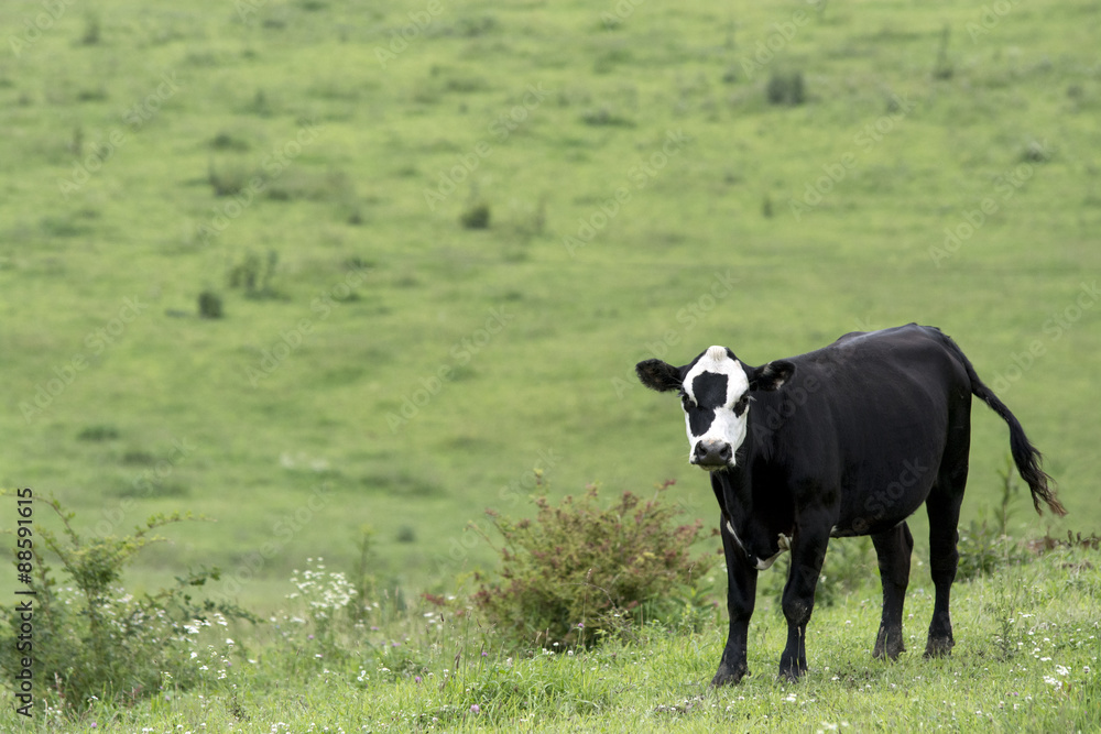 Pasture background with cow in lower right corner