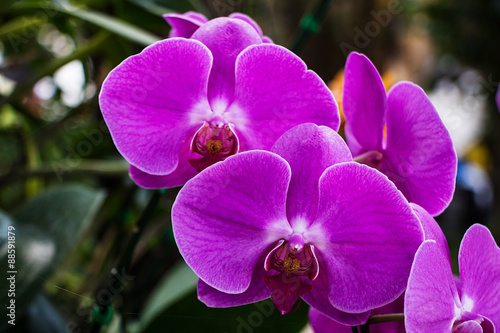 Purple orchids in a garden