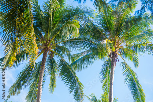 coconut tree with blue sky