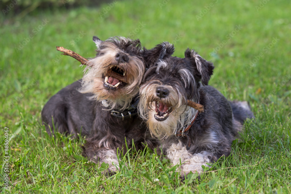 two black and silver miniature schnauzer dogs playing with the stick two black and silver miniature schnauzer dogs playing with the stick