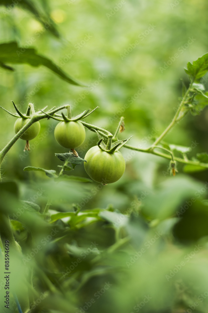 Tomato plant in backyard