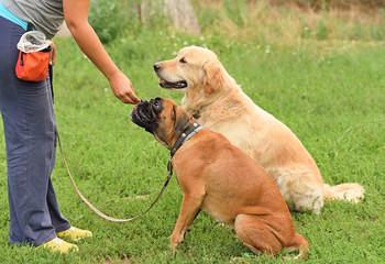 Two dog in training