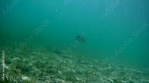 Wallpaper Mural Single Bluegill fish under water, Diving in a Wisconsin Lake  Torontodigital.ca