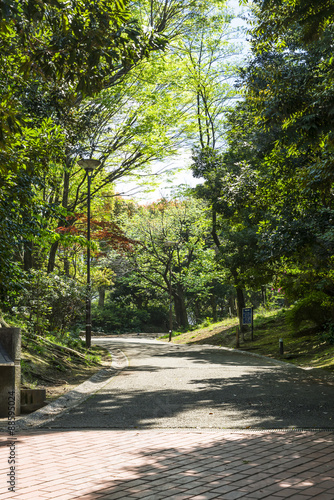 中野平和の森公園の遊歩道 photo