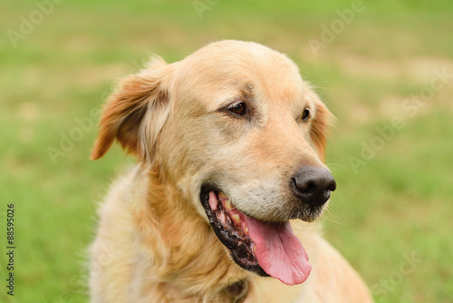 Closeup portrait of a golden retriever dog