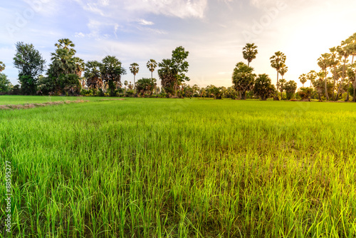 Rice field with palm tree background in morning, Phetchaburi Tha