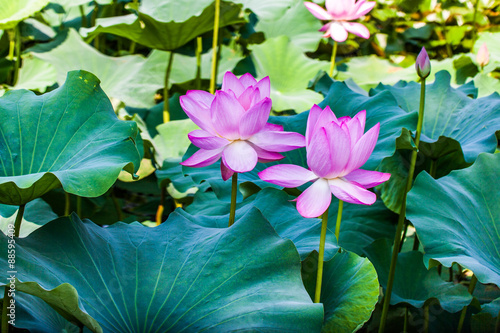 Lotus in China