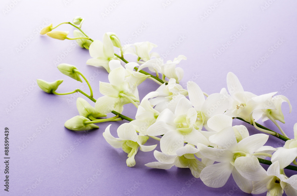 Fototapeta premium ラン