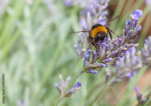 Bee on Lavander © shaunwilkinson