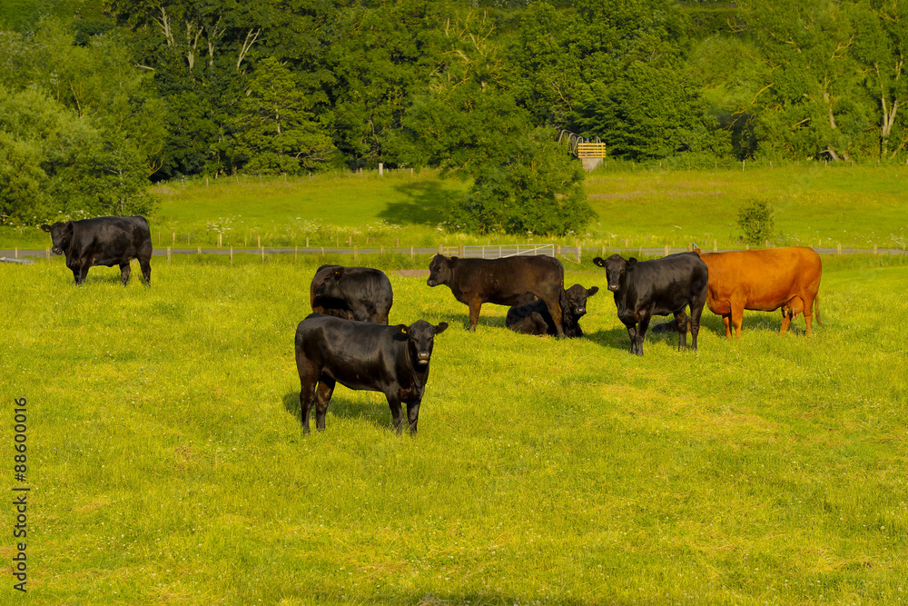 Scotland Livingstone, grazing cattle, Black and Brown Cows Scotland Livingstone, grazing cattle, Black and Brown Cows