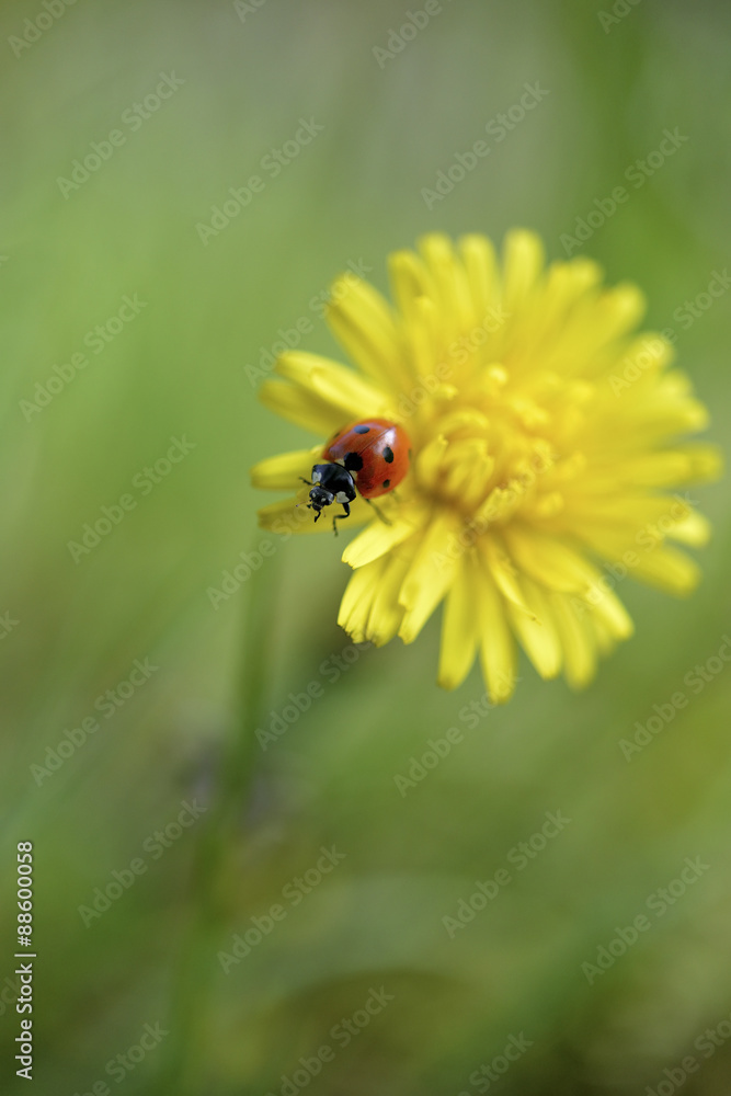 Obraz premium vintage photo of ladybug on grass