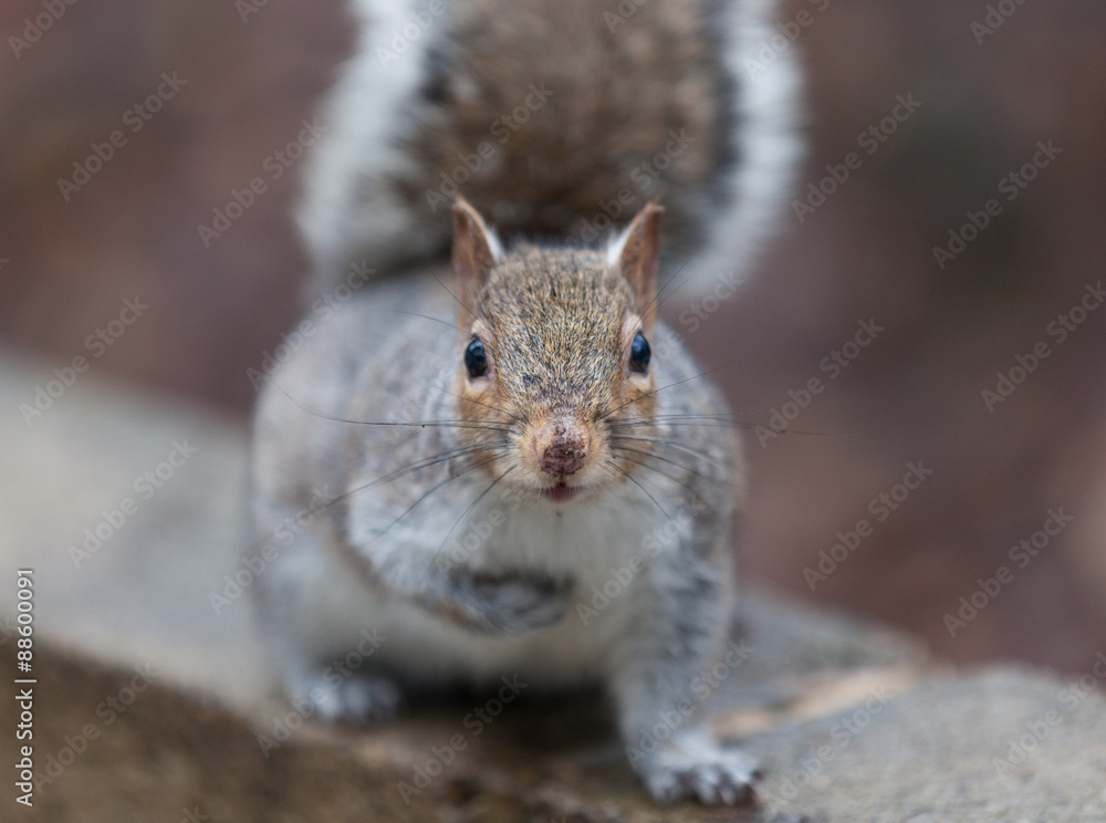 Squirrel Squirrel