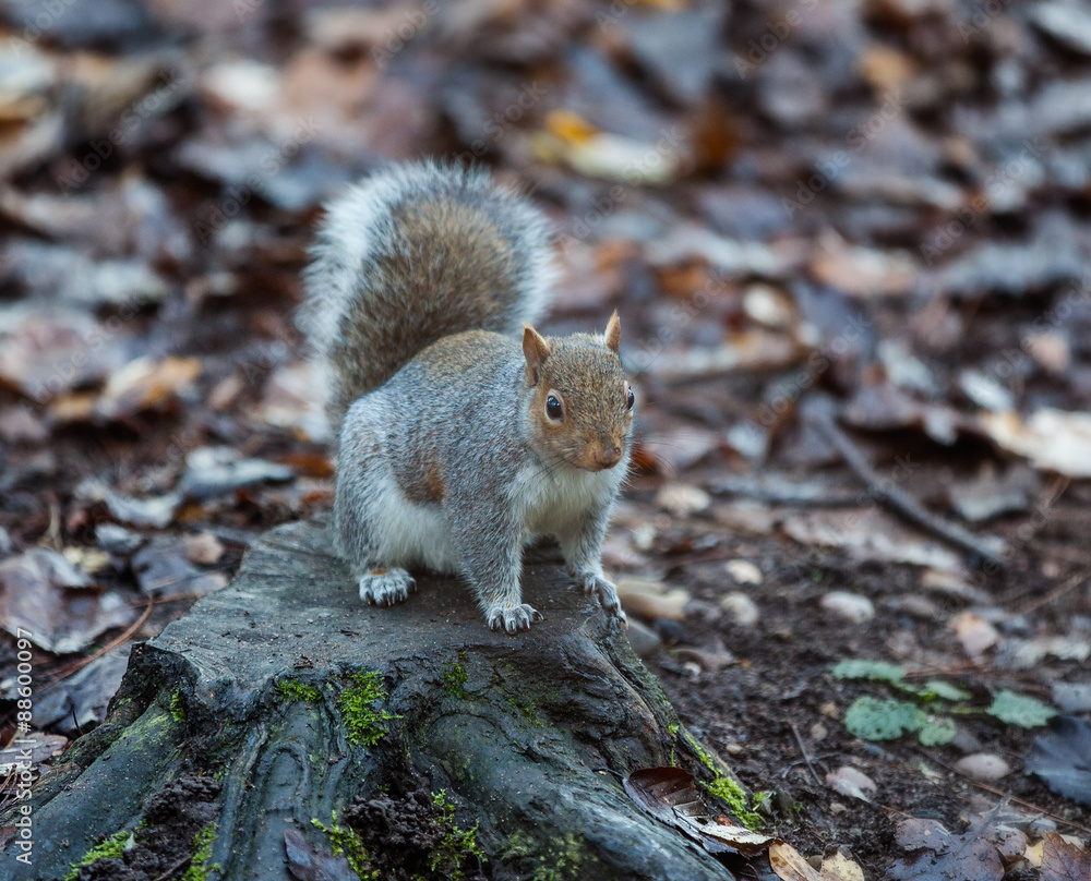 Squirrel Squirrel
