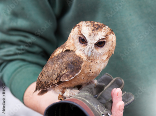 Small owl photo