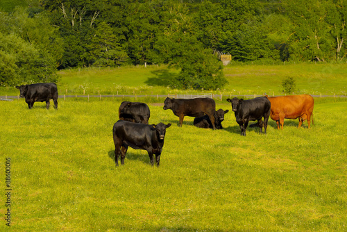 Fototapeta Naklejka Na Ścianę i Meble -  Scotland Livingstone,  grazing cattle, Black and Brown Cows