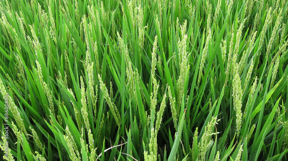 rice plant growing in field rice plant growing in field