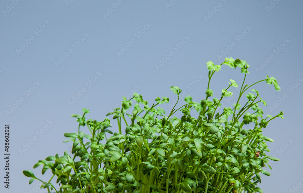 Water cress