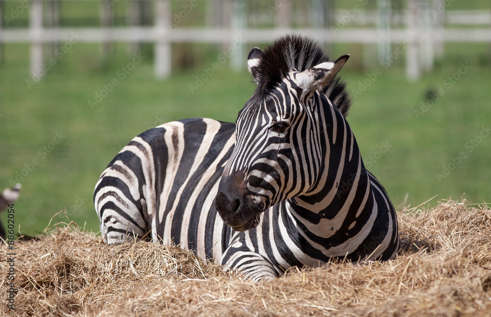 Naklejka premium Zebra