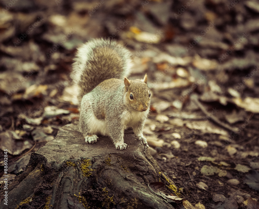 Squirrel Squirrel