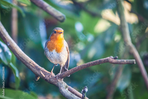 Robin © shaunwilkinson