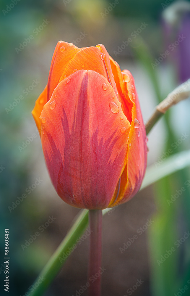 oragne tulip