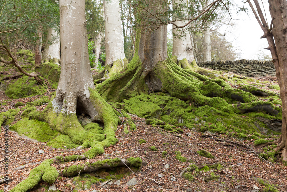 Trees Trees