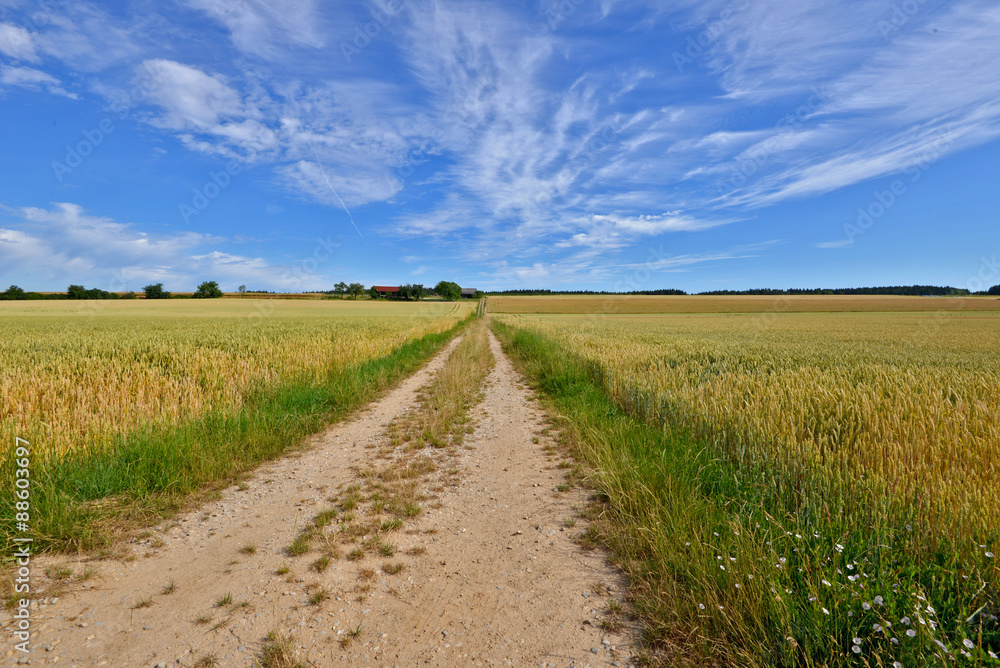 Feldweg zwischen Getreidefelder