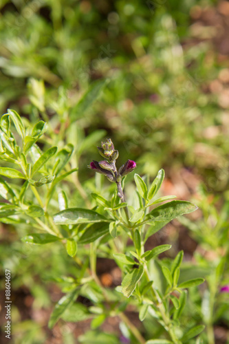 Autumn sage  Salvia greggii 