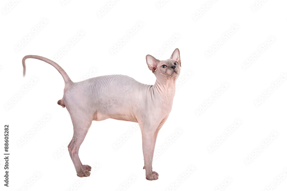 Sphynx cat on a white background. Sphynx cat on a white background.