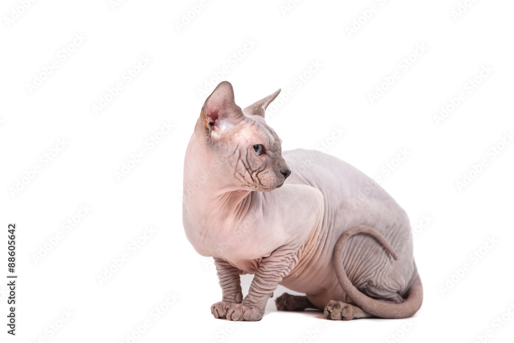 Naklejka premium Sphynx cat on a white background.
