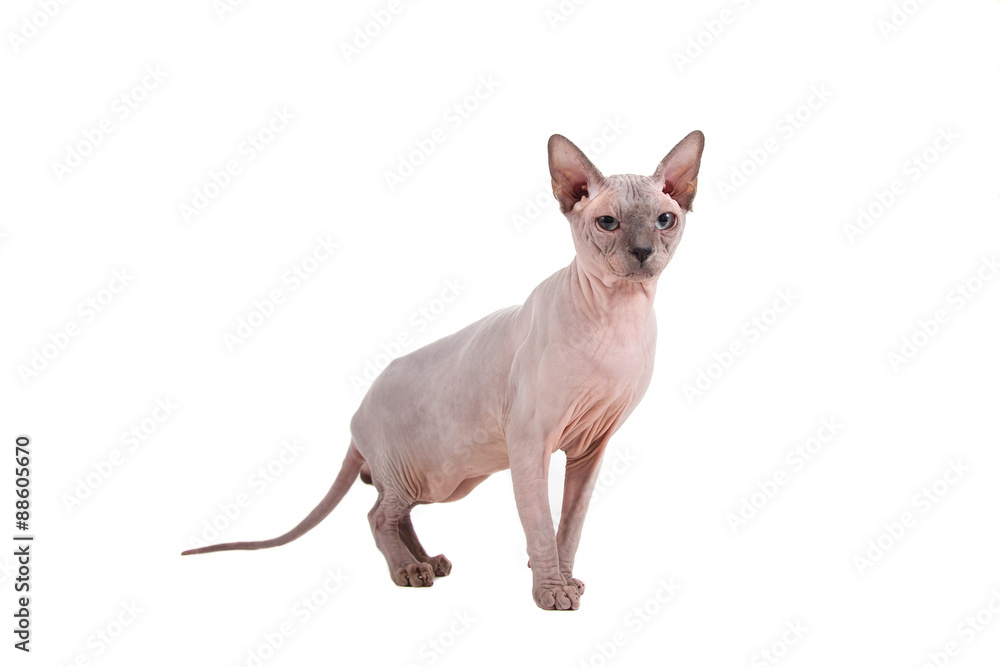 Sphynx cat on a white background.