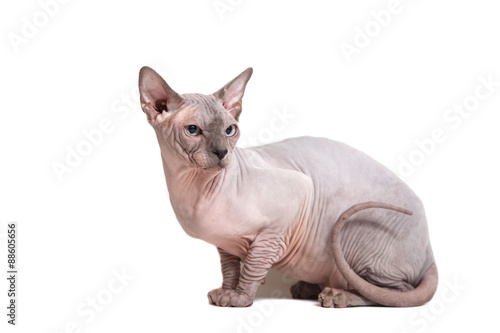 Fototapeta Naklejka Na Ścianę i Meble -  Sphynx cat on a white background.