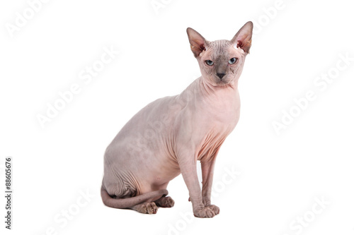 Fototapeta Naklejka Na Ścianę i Meble -  Sphynx cat on a white background.
