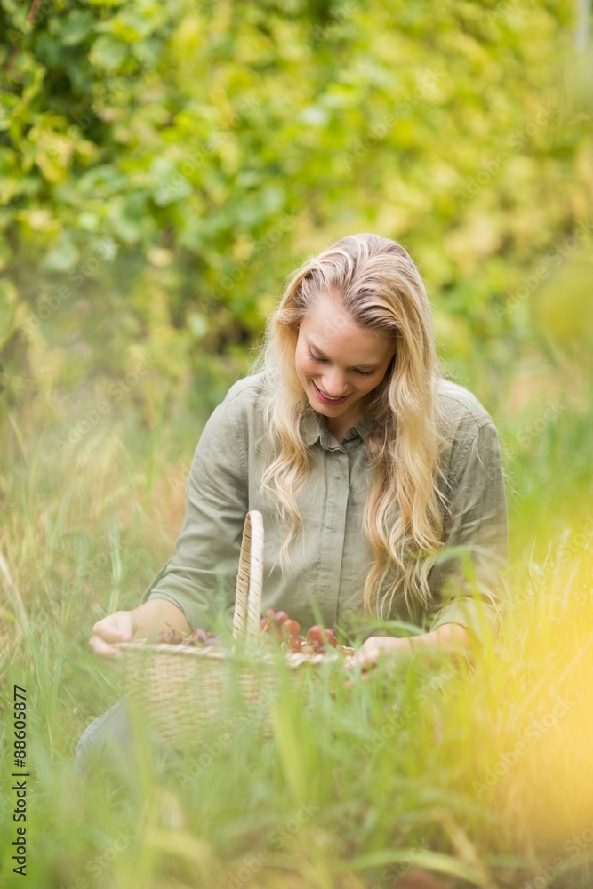 Blonde winegrower looking at a red grapes basket Blonde winegrower looking at a red grapes basket