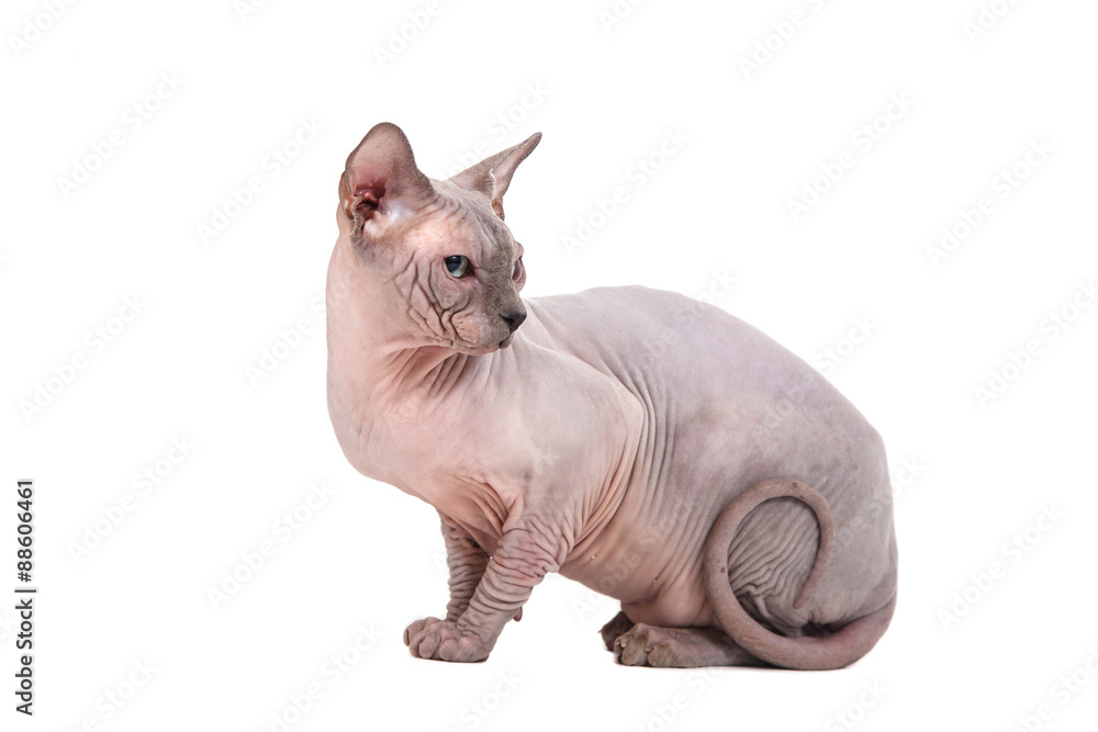 Obraz premium Sphynx cat on a white background.