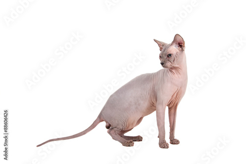 Sphynx cat on a white background.