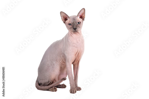 Fototapeta Naklejka Na Ścianę i Meble -  Sphynx cat on a white background.