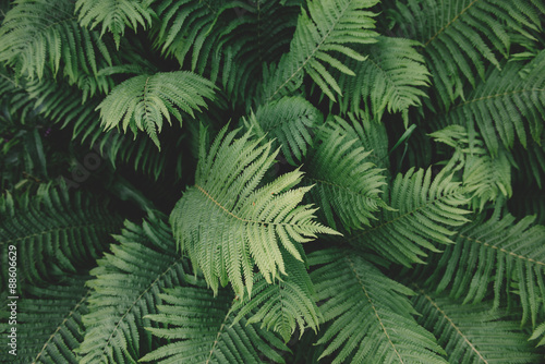 Fern