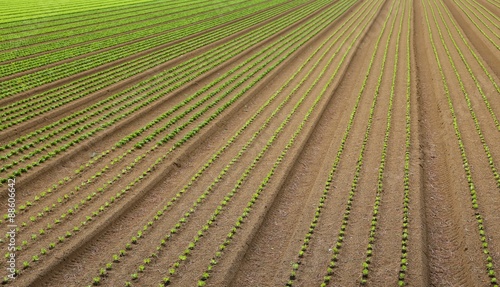 huge field of salad sprouts grown
