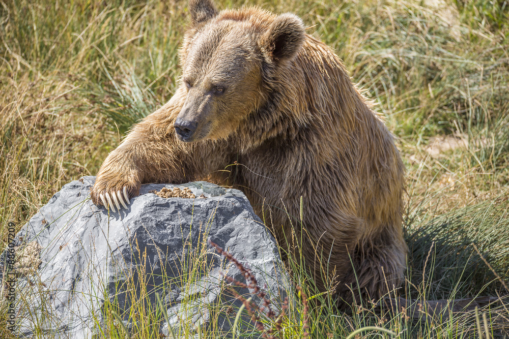 Obraz premium Gros nounours