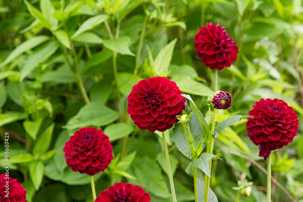 Dahlia Dahlia