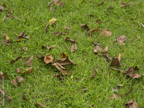 Fallen leafs on grass