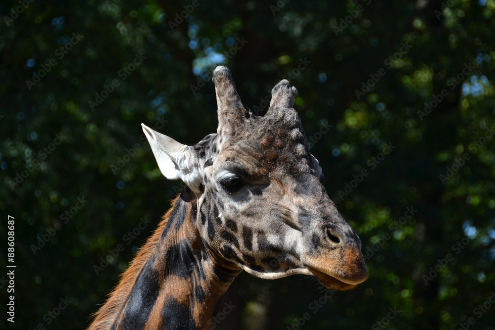 Fototapeta premium giraffe