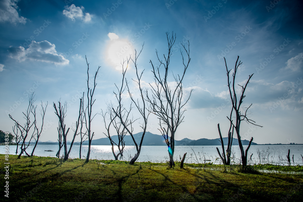 Obraz premium Dried tree beside lake and mountain with bright sky background
