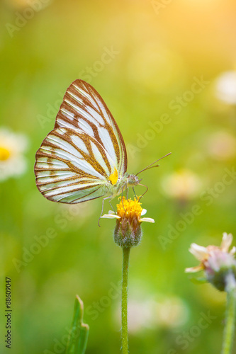 Butterfly in nature © beerphotographer