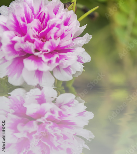 Common Purslane flower reflected in water
