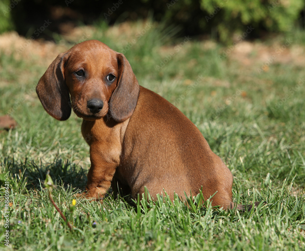 Adorable Dachshund puppy sitting in the garden Adorable Dachshund puppy sitting in the garden