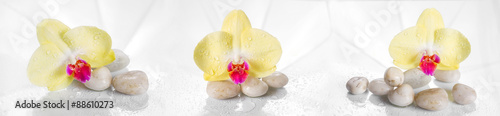 Horizontal panorama with yellow orchids on a wet glass.